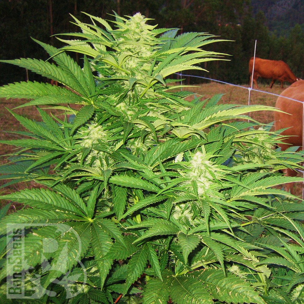 Семена марихуаны  Narkush feminised Ganja Seeds