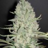 Семена марихуаны  Narkush feminised Ganja Seeds