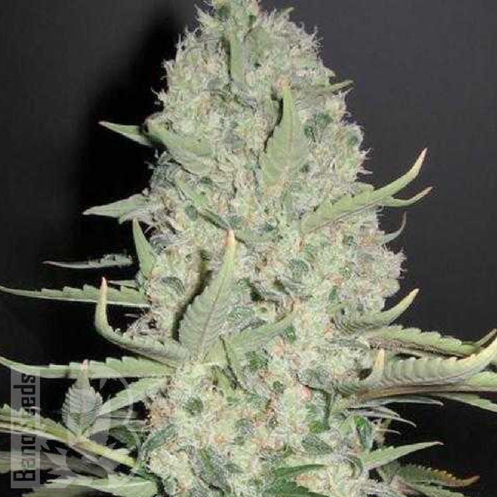 Семена марихуаны  Narkush feminised Ganja Seeds