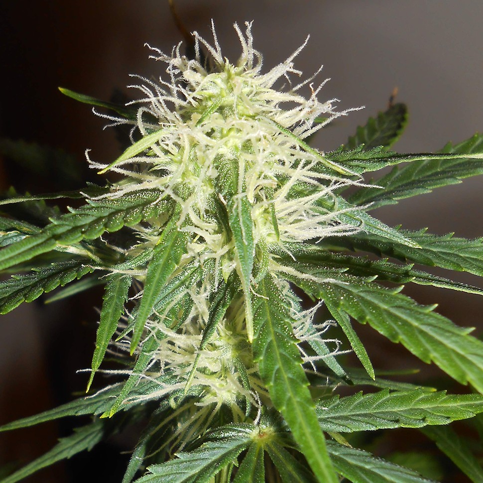 Семена  Auto Lowryder #2 feminised Ganja Seeds