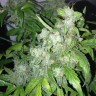 Семена  Auto Lowryder #2 feminised Ganja Seeds