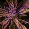 Семена  Auto Lowryder #2 feminised Ganja Seeds