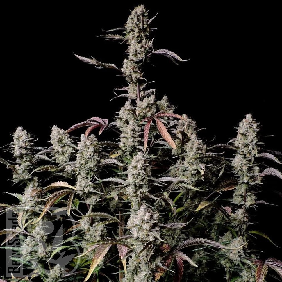 Семена  Auto Lowryder #2 feminised Ganja Seeds