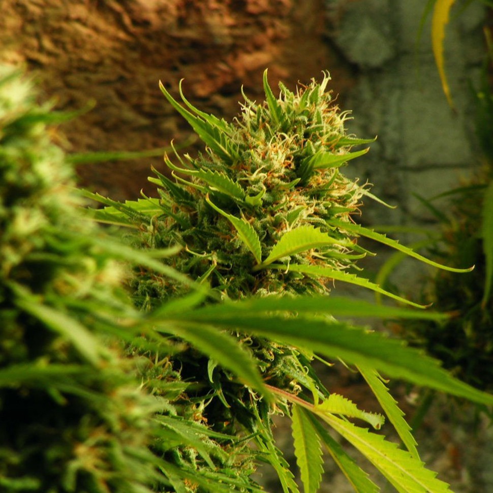 Семена конопли  Jack Herer regular Ganja Seeds