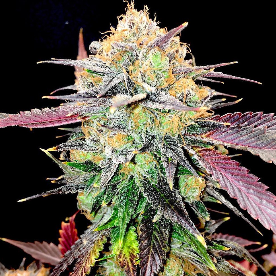 Семена ганжа  Auto NHL Diesel feminised Victory Seeds