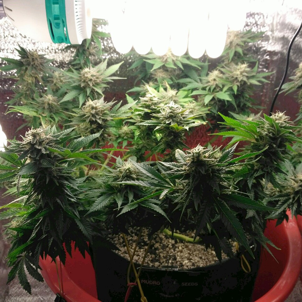 Семена марихуаны  Auto Betty Boo feminised Ganja Seeds