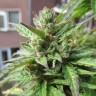 Семена  Northern Lights x Skunk feminised Ganja Seeds