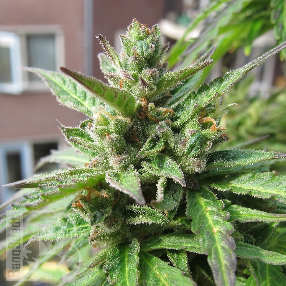 Семена Northern Lights x Skunk feminised Ganja Seeds