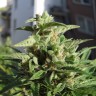 Семена  Northern Lights x Skunk feminised Ganja Seeds