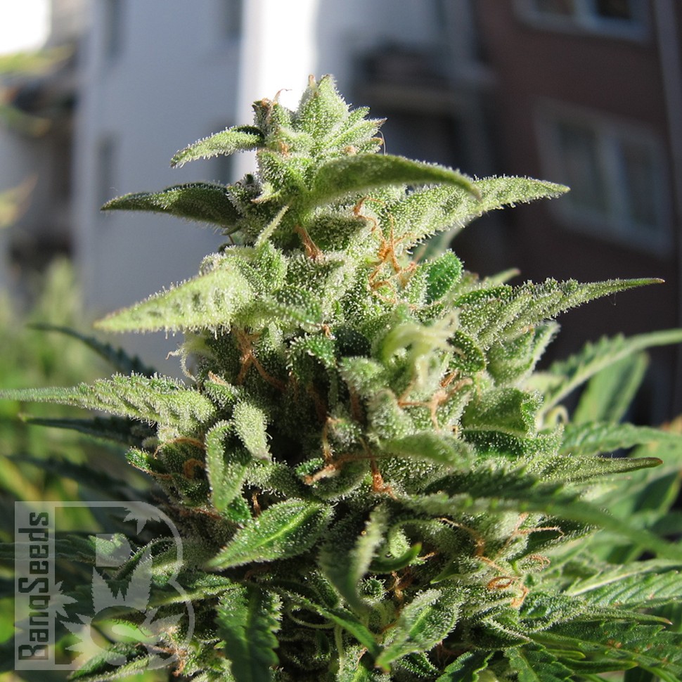 Семена  Northern Lights x Skunk feminised Ganja Seeds