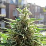Семена  Northern Lights x Skunk feminised Ganja Seeds