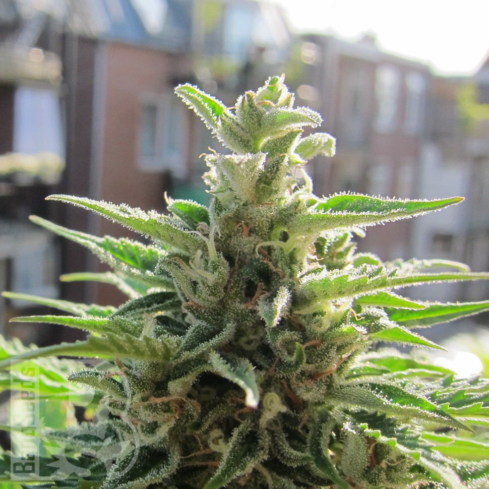 Семена  Northern Lights x Skunk feminised Ganja Seeds