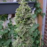 Семена  Northern Lights x Skunk feminised Ganja Seeds