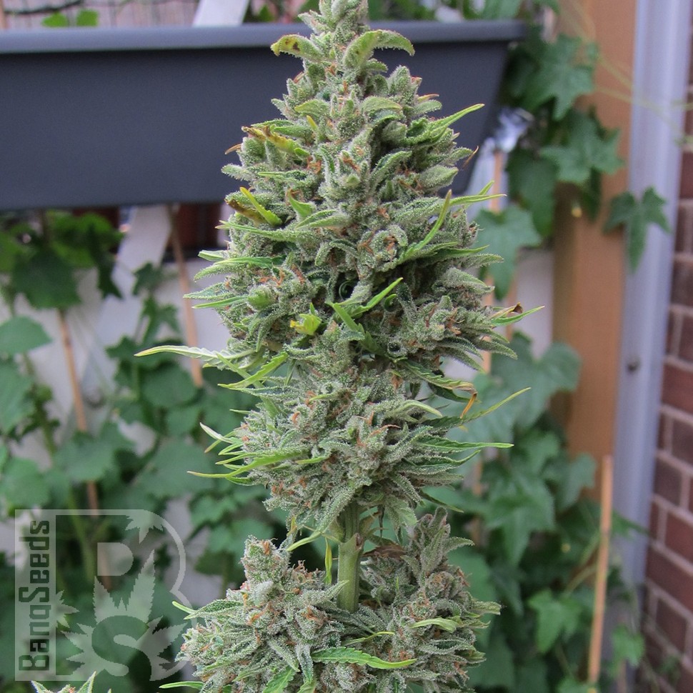Семена  Northern Lights x Skunk feminised Ganja Seeds