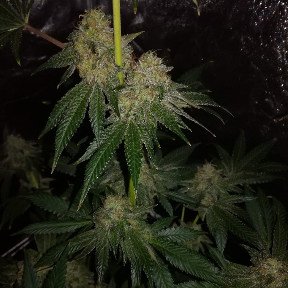 Семена  Auto OG Kush feminised Victory Seeds