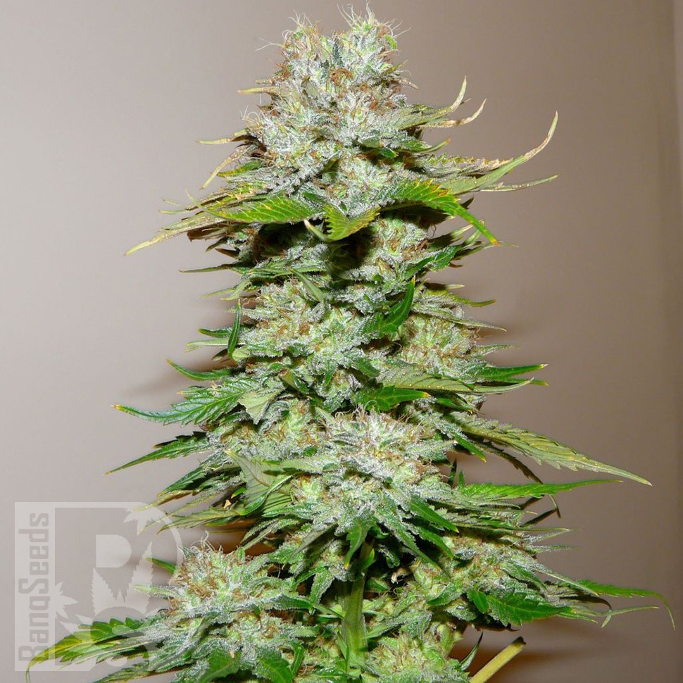 Семена конопли Big Bang feminised Ganja Seeds