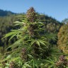 Семена  Northern Soul feminised Ganja Seeds