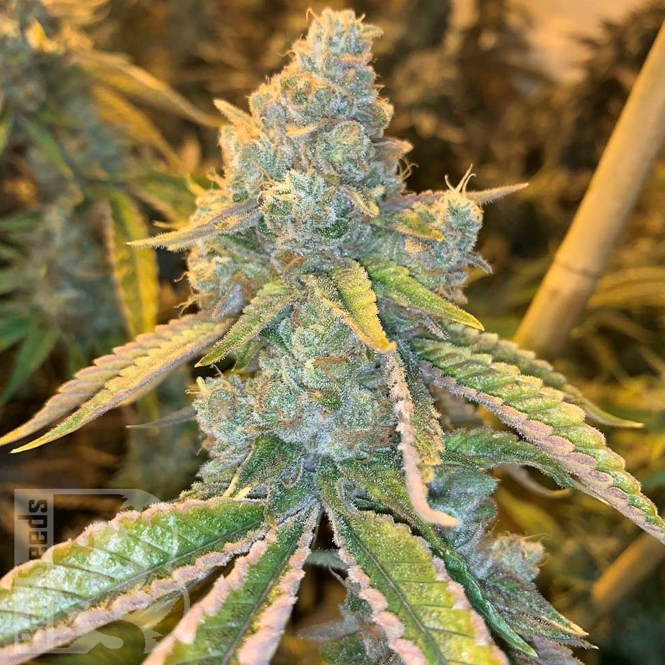 Семена  Northern Soul feminised Ganja Seeds