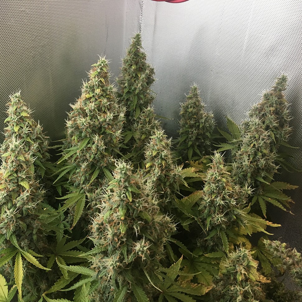 Семена ганжа  New York Diesel feminised Ganja Seeds