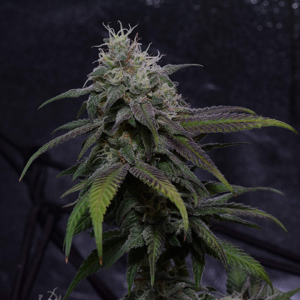 Семена ганжа  Auto Original Berry feminised Victory Seeds