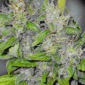 Семена  Big Dutch Bud feminised Ganja Seeds
