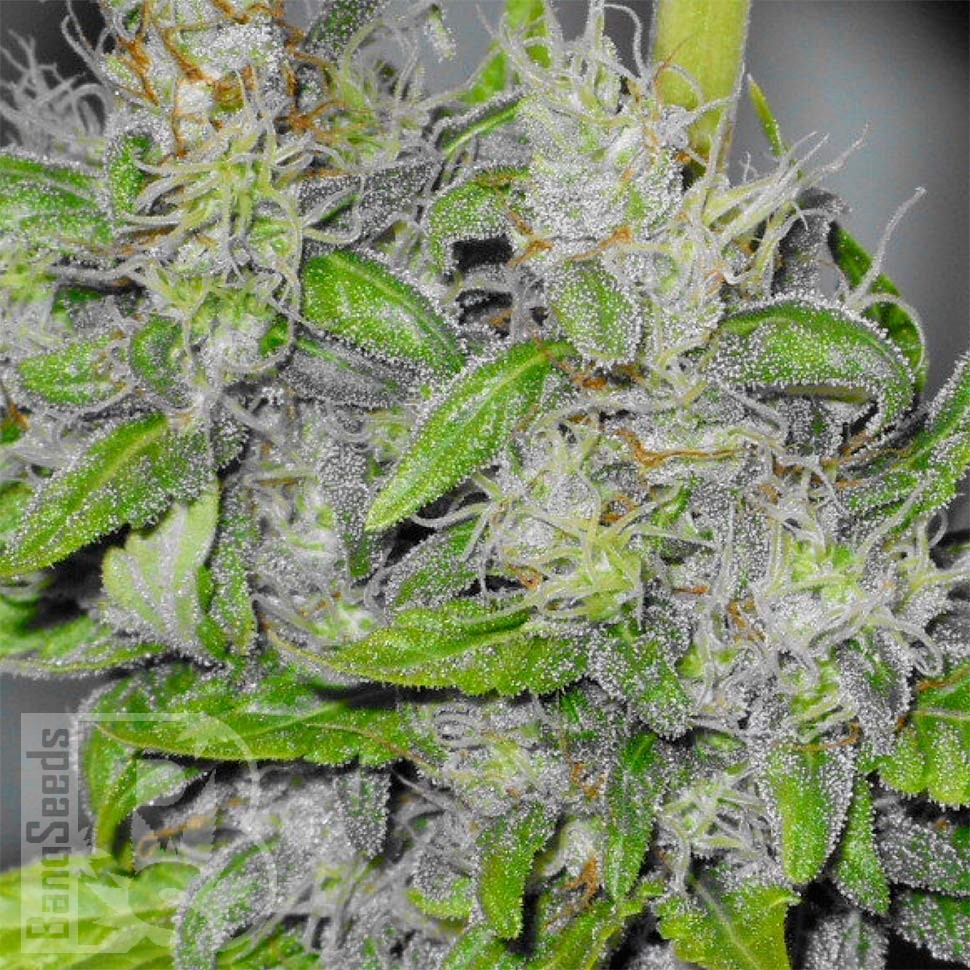 Семена  Big Dutch Bud feminised Ganja Seeds