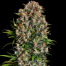 Семена  Big Dutch Bud feminised Ganja Seeds
