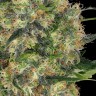 Семена  Big Dutch Bud feminised Ganja Seeds