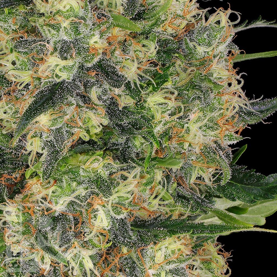 Семена  Big Dutch Bud feminised Ganja Seeds