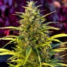 Семена марихуаны  Orange Bud feminised Ganja Seeds