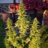 Семена марихуаны  Orange Bud feminised Ganja Seeds