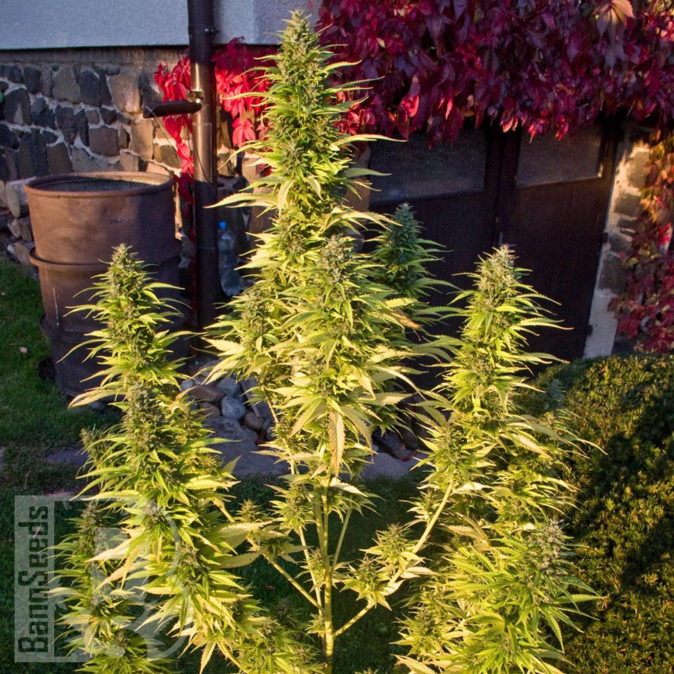 Семена марихуаны  Orange Bud feminised Ganja Seeds