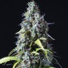 Семена ганжа  Auto Haze feminised Ganja Seeds