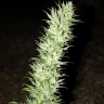 Семена ганжа  Auto Haze feminised Ganja Seeds