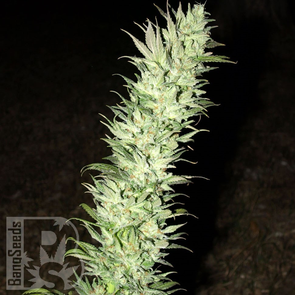 Семена ганжа  Auto Haze feminised Ganja Seeds