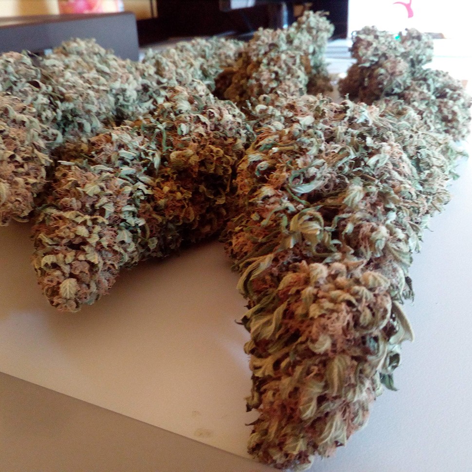 Семена каннабиса Black Domina feminised Ganja Seeds