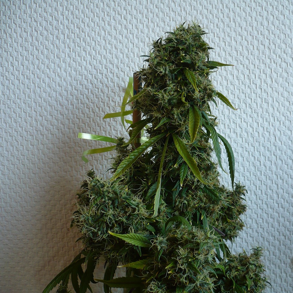 Семена Kali Mist regular Ganja Seeds