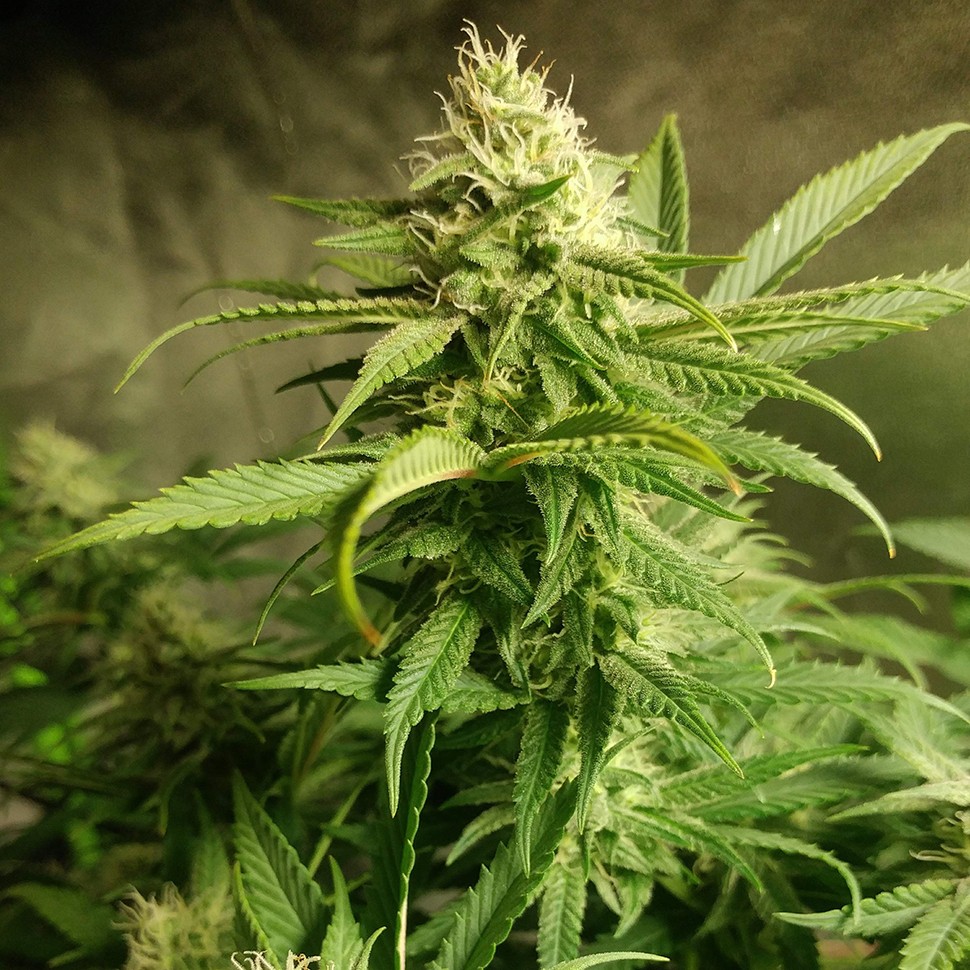 Семена  Auto Original Limonade Skunk feminised Victory Seeds