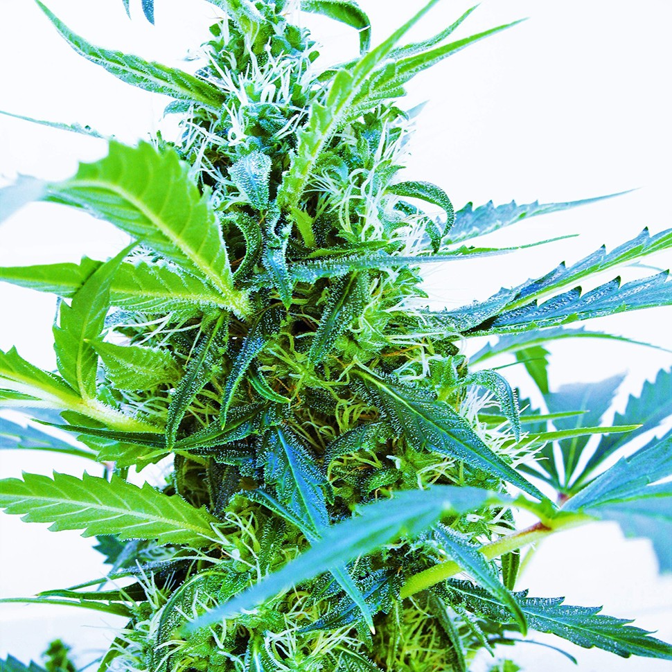 Семена каннабиса  Auto Blue Kush feminised Ganja Seeds