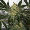 Семена марихуаны  Black Domina x Early Skunk feminised Ganja Seeds