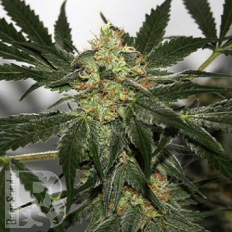 Семена марихуаны  Black Domina x Early Skunk feminised Ganja Seeds