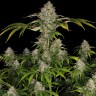 Семена марихуаны  Black Domina x Early Skunk feminised Ganja Seeds
