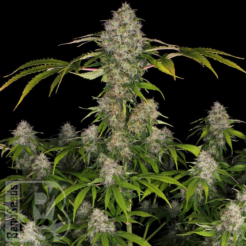 Семена марихуаны  Black Domina x Early Skunk feminised Ganja Seeds