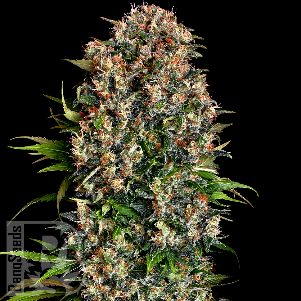 Семена марихуаны  Black Domina x Early Skunk feminised Ganja Seeds