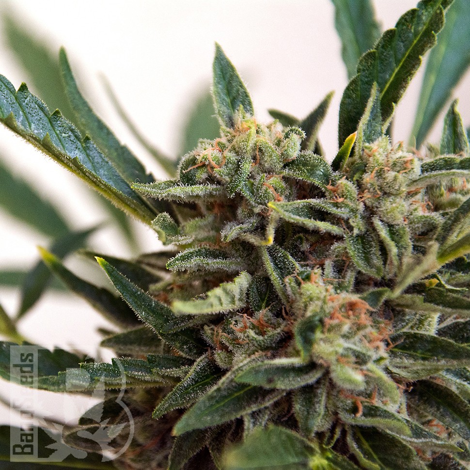 Семена ганжа  Original Skunk #1 feminised Ganja Seeds
