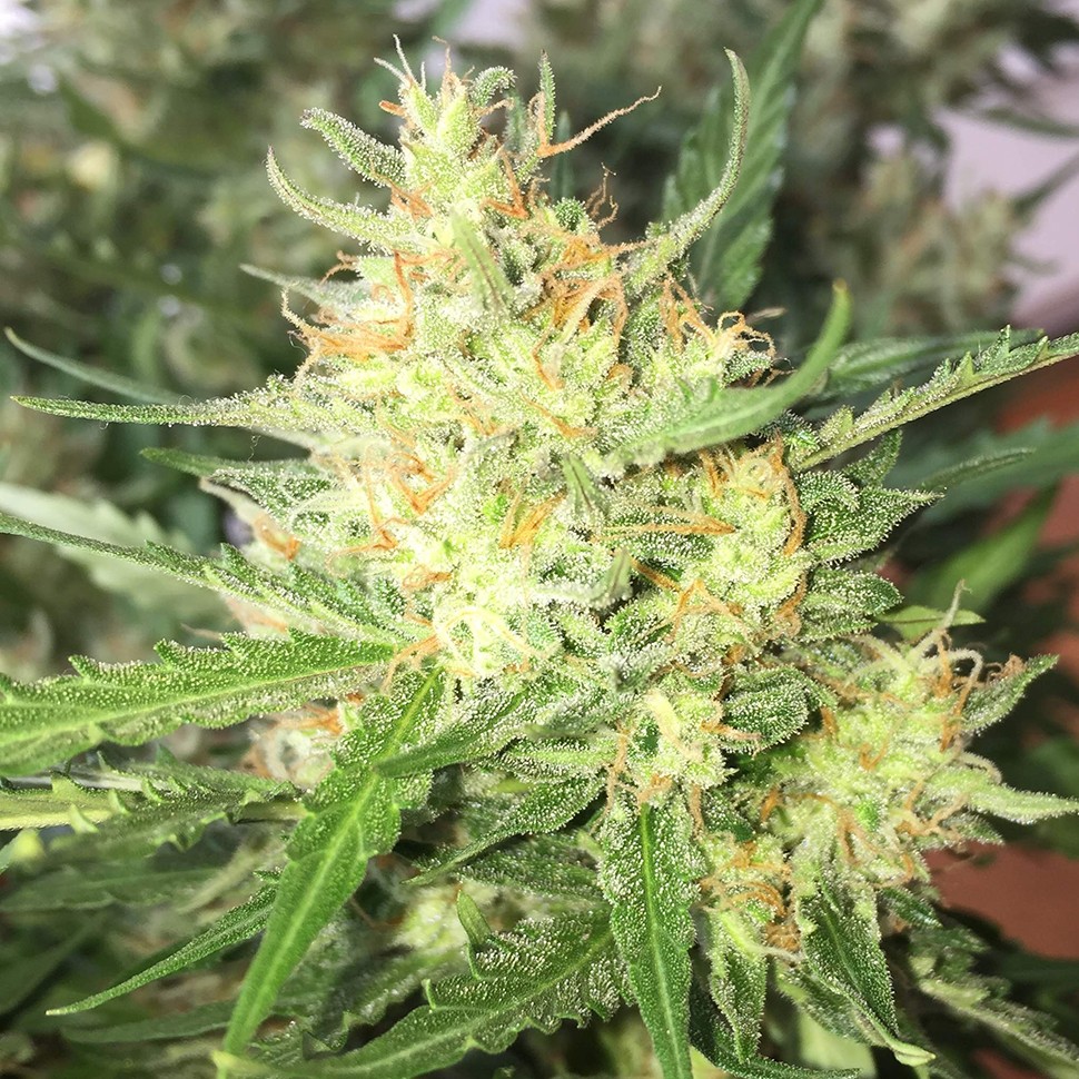 Семена  Auto Cheese feminised Ganja Seeds