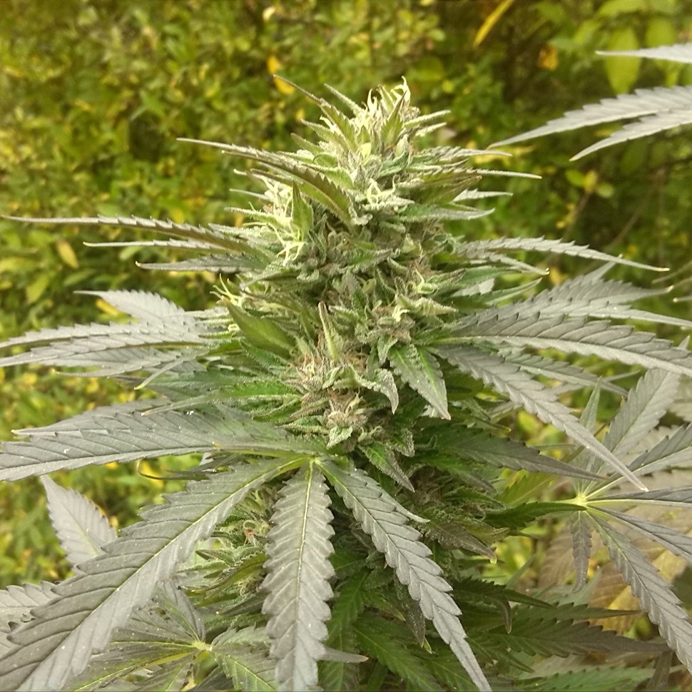 Семена Power Plant regular Ganja Seeds