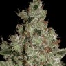 Семена  Power Plant regular Ganja Seeds