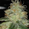 Семена  Power Plant regular Ganja Seeds