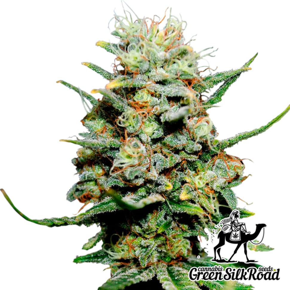 Семена каннабиса  Critical feminised Green Silk Road Seeds
